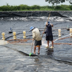 Xây dựng nền đáy ao: Nền tảng bền vững cho nuôi tôm hiện đại