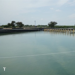 Diệt khuẩn bừa bãi: lợi bất cập hại trong nuôi tôm công nghiệp