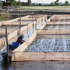 Mô hình nuôi ếch kết hợp cá rô: Tối ưu hóa hệ sinh thái và hiệu quả kinh tế