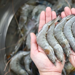 Tôm bị mềm vỏ, ốp thân: dấu hiệu cảnh báo môi trường và dinh dưỡng mất cân bằng