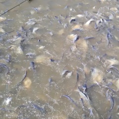 Bùn đáy ao cá: Nguy cơ tiềm ẩn và giải pháp quản lý hiệu quả