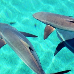 Ngành nuôi cá bớp tại Việt Nam: Phân tích kỹ thuật và tiềm năng kinh tế