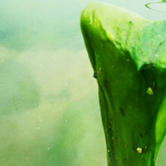 Tảo lam sợi và tảo lam hạt: Nhận diện và quản lý hai dạng tảo nguy hiểm