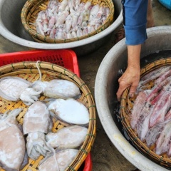 Ngành nuôi mực tại Việt Nam: Từ tiềm năng thị trường đến thách thức công nghệ