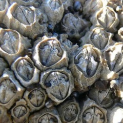 Giá trị dinh dưỡng của hà biển và các tác động lên sức khỏe con người