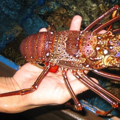 Phân biệt tôm càng đỏ, tôm hùm đất và tôm hùm đỏ: Loài xâm hại và tài nguyên bản địa