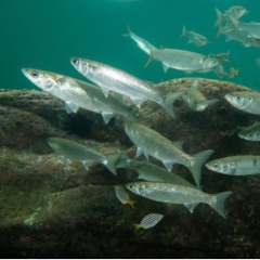 Cá đối và tôm thẻ chân trắng - chung sống và hỗ trợ lẫn nhau