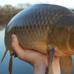 So sánh 3 giống cá chép phổ biến: Từ truyền thống đến phiên bản giòn thượng hạng