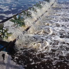 Rủi ro từ việc thay nước ao tôm: Khi giải pháp truyền thống không còn bền vững