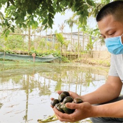 Nuôi ốc bươu đen dưới góc độ một mô hình nông nghiệp tuần hoàn, chi phí thấp