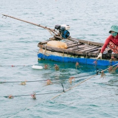 Rong sụn: Hướng đi mới cho ngư dân Phú Quốc trong cuộc chiến với biến đổi khí hậu