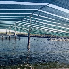 Mô hình nhà lưới nuôi tôm: Nên hay không nên đầu tư?