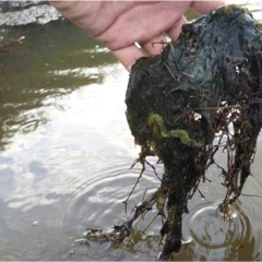 Rong đáy trong ao tôm: Nhận diện nguyên nhân và phác đồ xử lý hiệu quả
