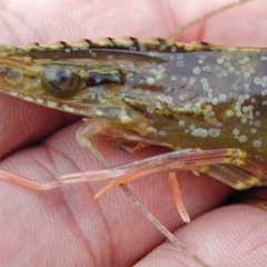 Cẩm nang sống còn mùa mưa: Từ phòng ngừa đến xử lý khẩn cấp bệnh đốm trắng