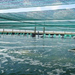 Nhà lưới nuôi tôm: Giải pháp giảm thiểu rủi ro trong mùa lạnh