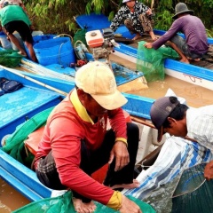 Mùa nước nổi An Giang: Cá linh, cá chốt đầy đồng, chợ cá sôi động giữa mênh mông nước
