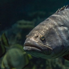 TOP 5 KÝ SINH TRÙNG THƯỜNG GẶP GÂY THIỆT HẠI NẶNG NỀ NHẤT CHO NGÀNH NUÔI CÁ