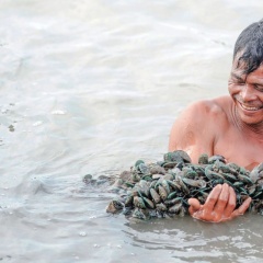 Vẹm xanh và sò huyết: Giải pháp kinh tế cho vùng bãi bồi ven biển