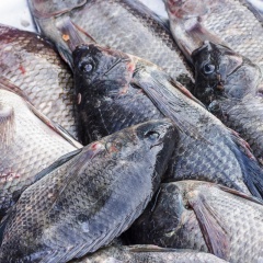 Ấn Độ bất ngờ chi mạnh tay mua cá rô phi Việt Nam