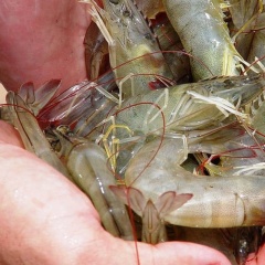 Hội chứng lỏng vỏ (LSS): Vai trò của pH trong khởi phát bệnh