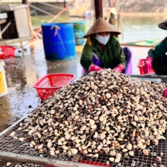 Vựa ngao Mai Phụ vào vụ: Rộn ràng bãi bồi, ngập tràn niềm vui