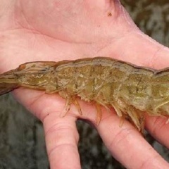 Tôm thẻ vàng chân, vàng miệng, vàng mang: Dấu hiệu nguy hiểm cần xử lý sớm