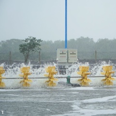 Cho tôm ăn khi trời mưa: Sai lầm nhỏ, rủi ro lớn