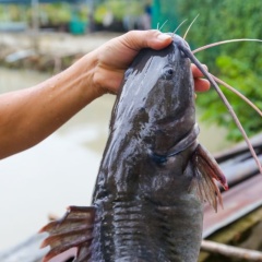 Cá lăng đuôi đỏ: Từ sông Sêrêpốk đến ao nuôi thương phẩm