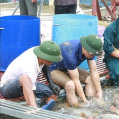 Bắc Ninh: Cá lồng hồi sinh mạnh mẽ, mở lối làm giàu từ sông Đuống