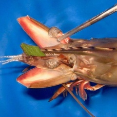 Phương pháp cắt cuống mắt tôm đang dần bộc lộ những giới hạn