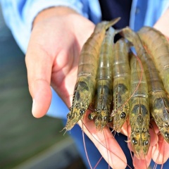 Khoáng chất: Công thức cân bằng cho sự phát triển toàn diện của tôm