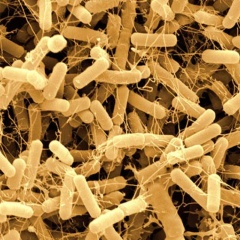 Vi Khuẩn Bacillus amyloliquefaciens: Giải pháp vi sinh cho ao nuôi hiệu quả