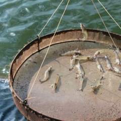 Khi tôm không vào nhá ăn: Hiểu đúng nguyên nhân, xử lý kịp thời