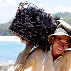 Ngành nuôi nhum biển đang phát triển nhanh tại Việt Nam