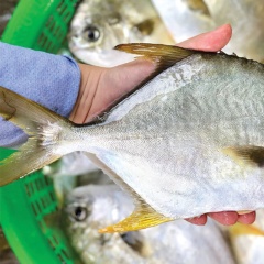 Ngành nuôi cá chim vây vàng tại Việt Nam