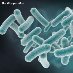Bacillus pumilus - Bên trong một probiotic bền bỉ