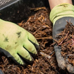 Ứng dụng trùn quế: Giải pháp kép thúc đẩy năng suất và cải thiện môi trường ao nuôi tôm