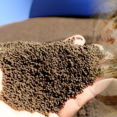 DON, ZEN, FUM: Nhận diện ba độc tố nấm mốc phổ biến trong thức ăn thủy sản