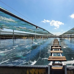 Nhìn từ đường ruột: Tại sao cá nuôi biofloc lớn nhanh và khỏe hơn?