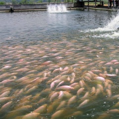 Điểm danh 5 loài cá nước ngọt giàu dinh dưỡng thân quen của người Việt