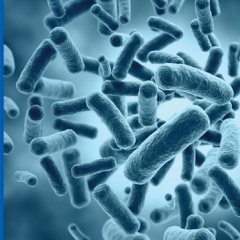 Lựa chọn chủng bacillus hiệu quả: Phân tích khả năng ức chế nấm và vibrio