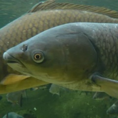 Thực trạng và hiệu quả các mô hình nuôi cá trôi đen ở Việt Nam