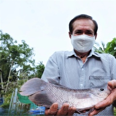 Cá tai tượng: Đối tượng nuôi chiến lược cho nông nghiệp bền vững