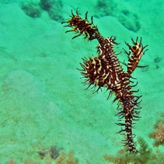 Cá dao cạo: Một loài cá nhỏ bé và đầy bí ẩn