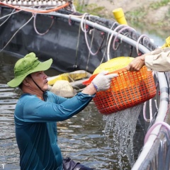 Sang tôm: Bước ngoặt quyết định năng suất và hiệu quả vụ nuôi