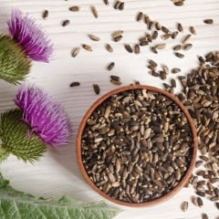 Tác dụng của silymarin đến sức khỏe gan tụy và khả năng giải độc ở tôm thẻ chân trắng