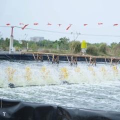 Chiến lược quản lý ao nuôi thủy sản an toàn trong mùa mưa bão