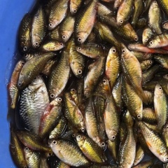 Cá cấn: Món đặc sản gần gũi từ miền Trung