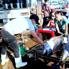 Danh sách 12 nghề cá “không tương đương” với Mỹ