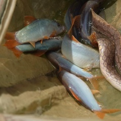 Mô hình nuôi ghép đặc sản - cá chạch lấu và cá heo nước ngọt